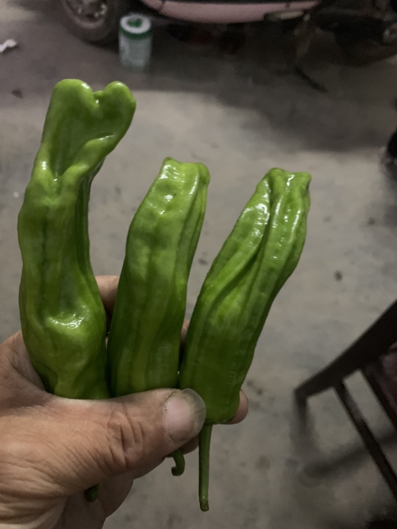 薄皮鲜（苏椒)皮簿肉厚，果型漂亮，市场供不应求