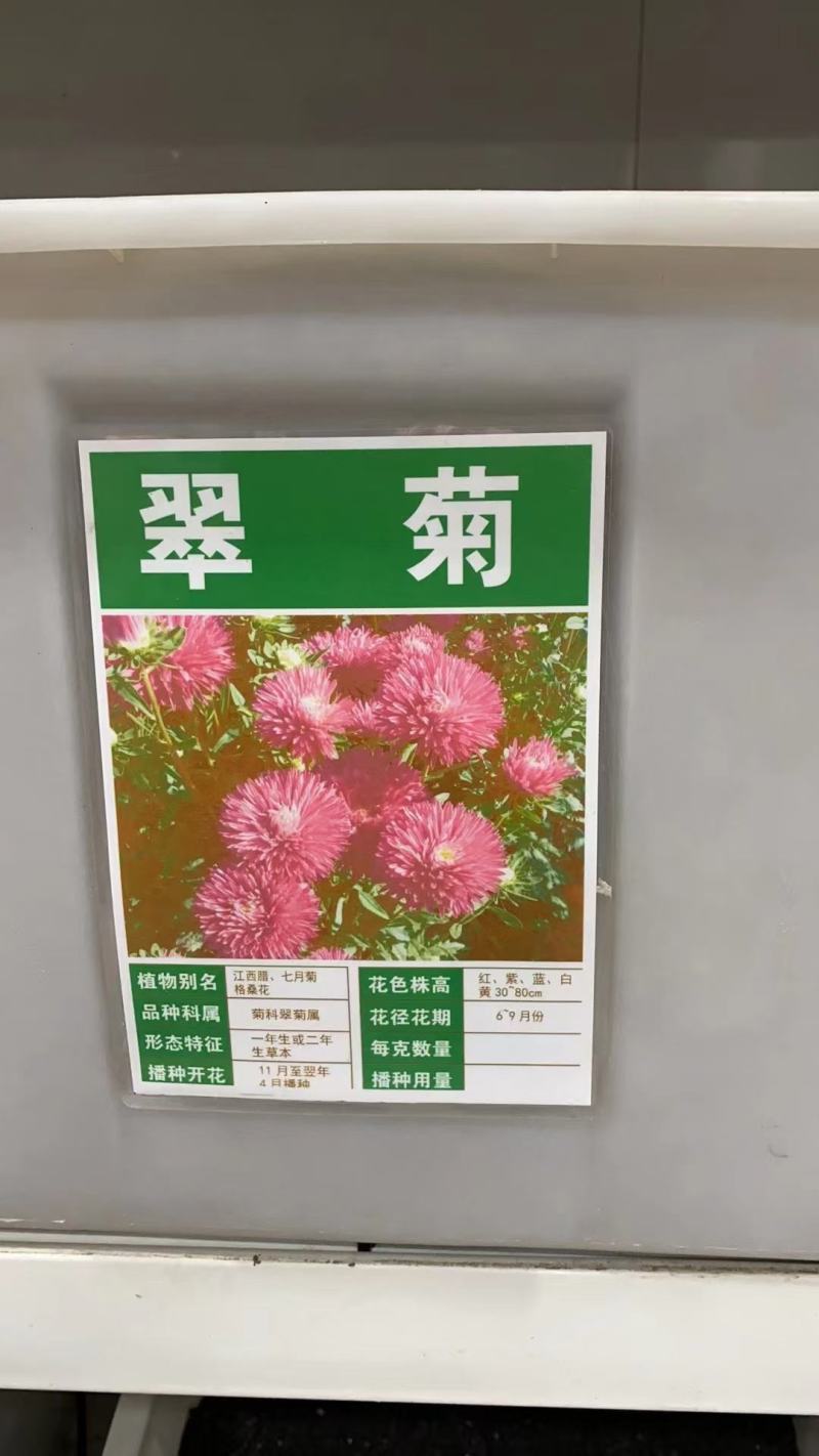 翠菊花卉种子江西腊七月菊花籽春秋播种易活花海盆栽单色混色