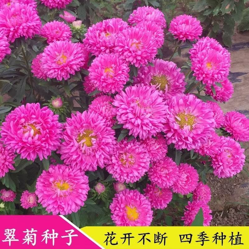 翠菊花卉种子江西腊七月菊花籽春秋播种易活花海盆栽单色混色
