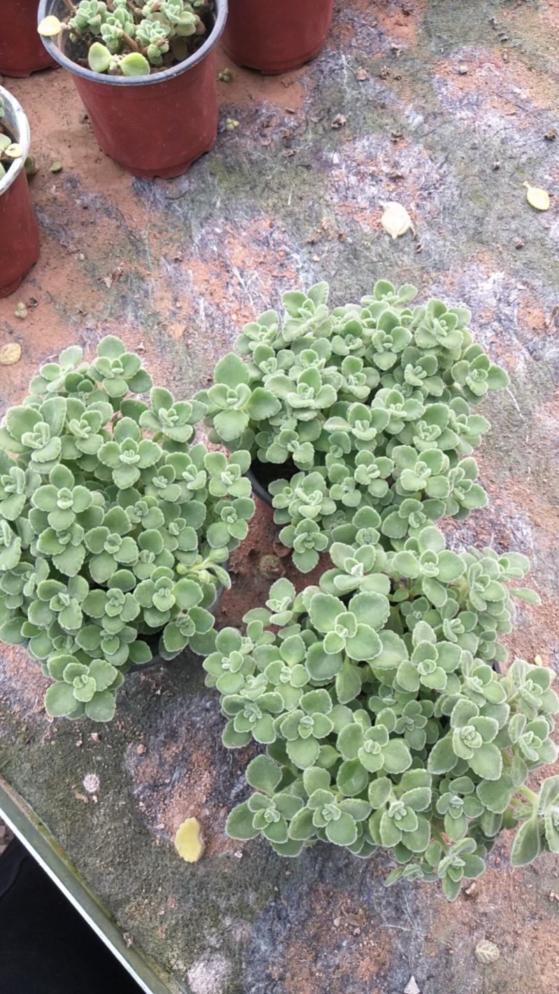 碰碰香，大量现货供应，物流发货，欢迎咨询下单！