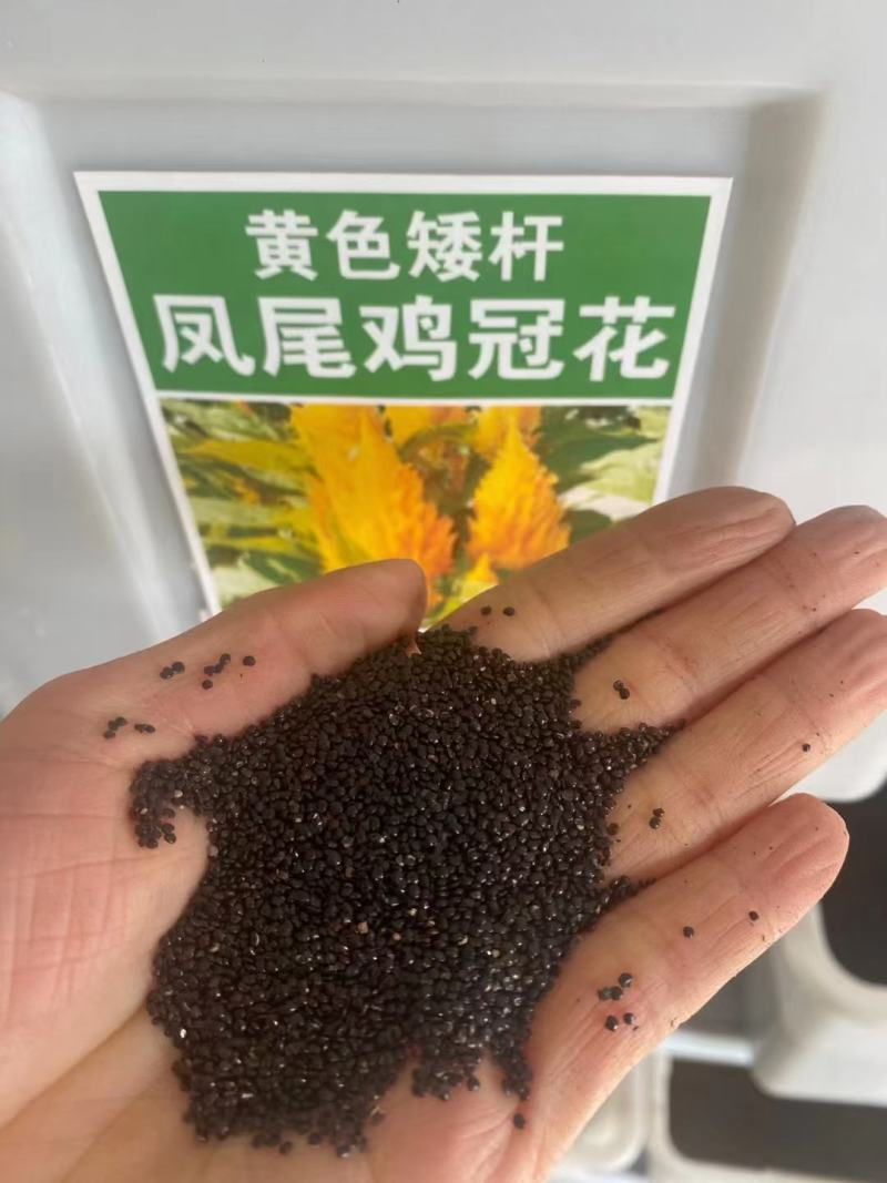 鸡冠花籽四季种子火焰凤尾鸡冠花种籽红色矮生冠状庭院室内外