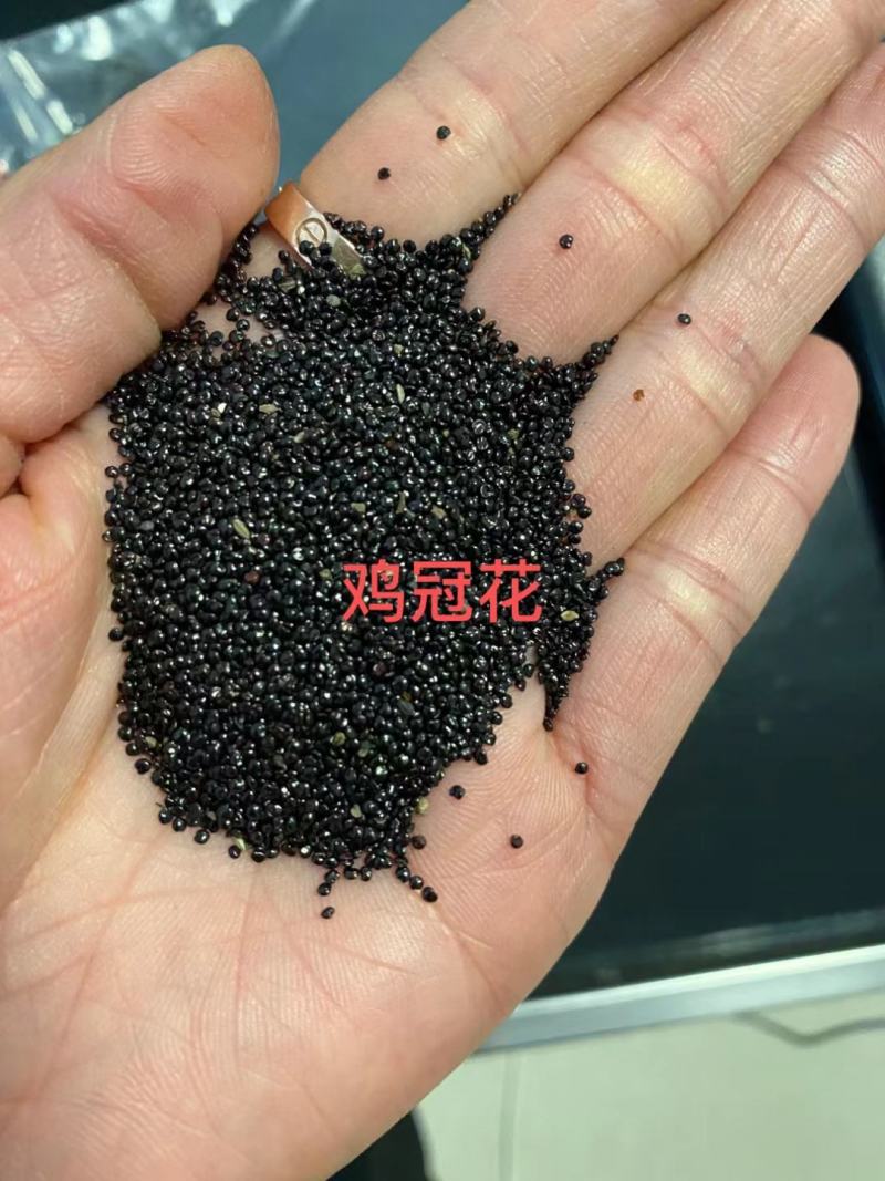 鸡冠花籽四季种子火焰凤尾鸡冠花种籽红色矮生冠状庭院室内外