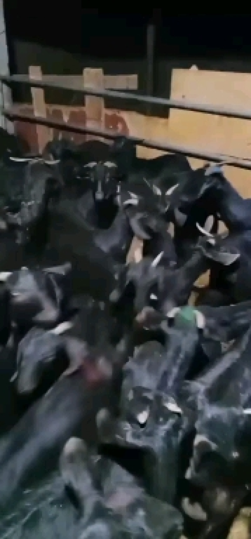 羊羔