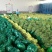 【精品】红帽蒜薹产地大量上市保质保量支持各规格包装代发储