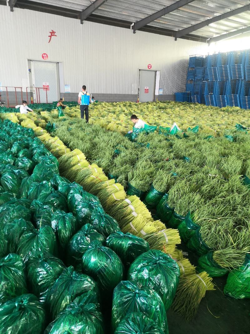 【精品】红帽蒜薹产地大量上市保质保量支持各规格包装代发储