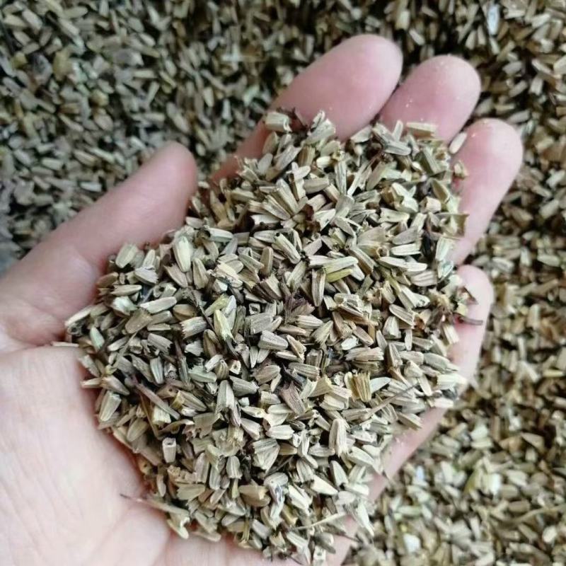 紫松果菊种子草原松果菊种子紫锥花景观花卉花海种子多