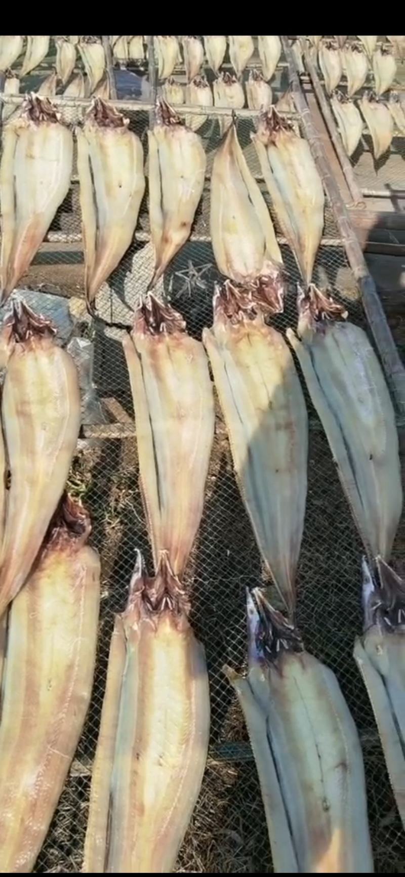 海鳗鱼干淡干鳗鱼干，盐干鳗鱼干，八成干度鳗鱼干，一手货源