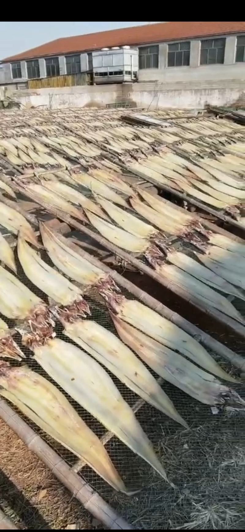 海鳗鱼干淡干鳗鱼干，盐干鳗鱼干，八成干度鳗鱼干，一手货源