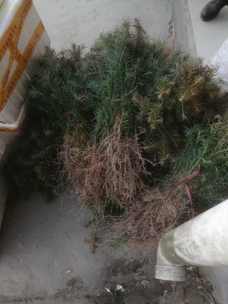 一年生杉木地苗裸根小苗高22公分高以上苗漂亮。