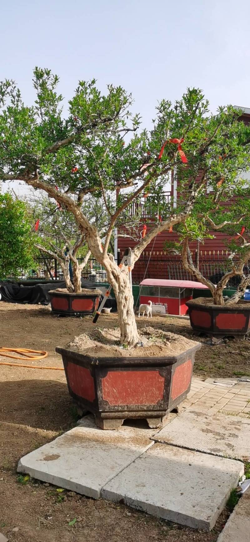 一亩田别墅庭院专用大型精品红袍造型石榴树产地直销。专业做