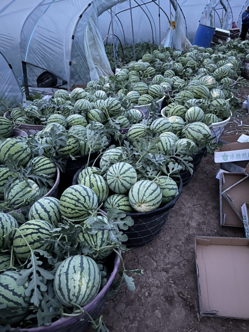 美都二茬有籽自根苗无嫁接八成熟。大量有货