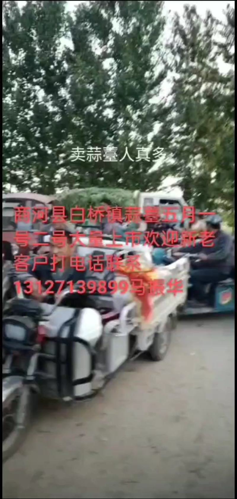 济南商河大青稞蒜薹大量上市欢迎新老客户，收购