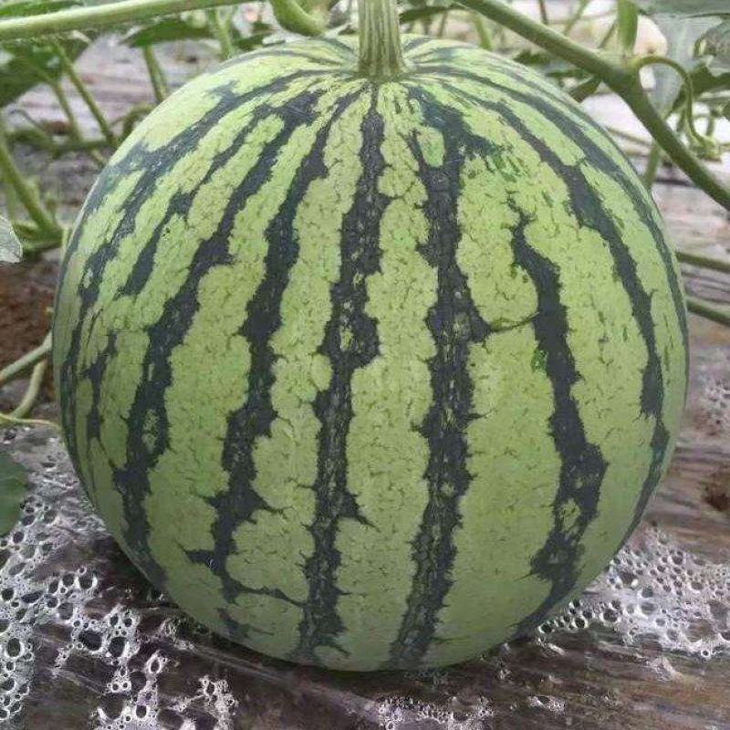 蒲城西瓜8424西瓜万亩基地一手货源可视频看货