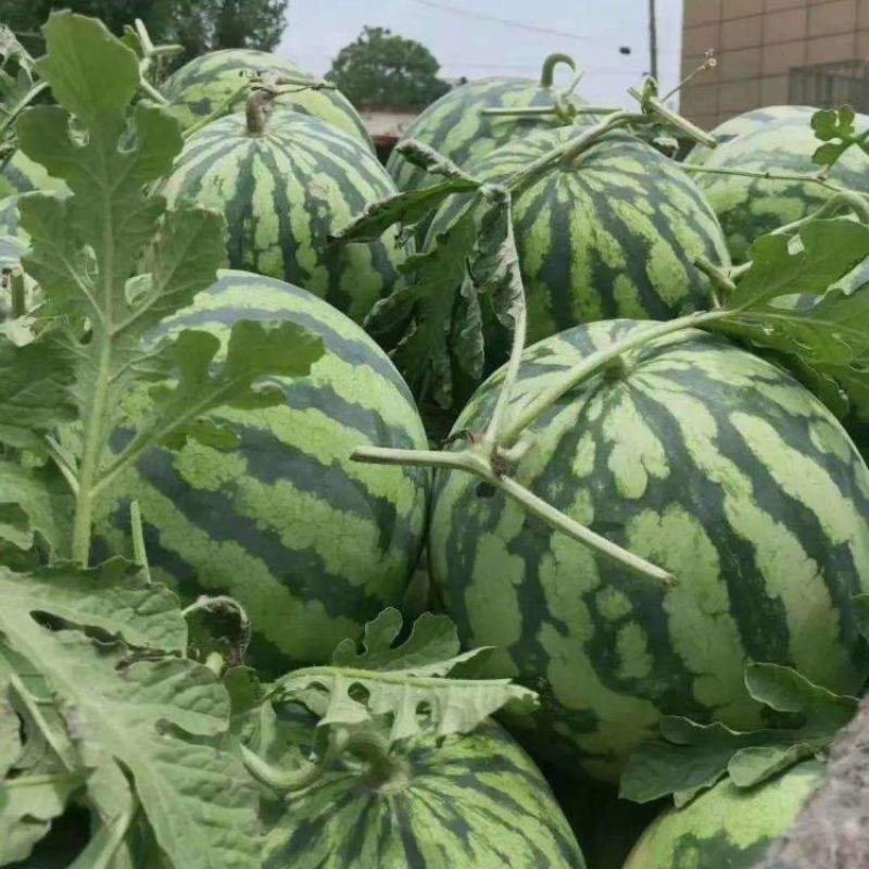 蒲城西瓜8424西瓜万亩基地一手货源可视频看货