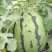 蒲城西瓜8424西瓜万亩基地一手货源可视频看货