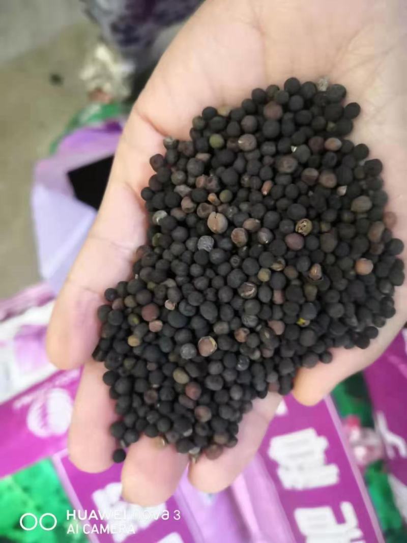 光叶紫花苕种苕子种毛苕子草籽种子绿肥种籽果园多年生野豌豆