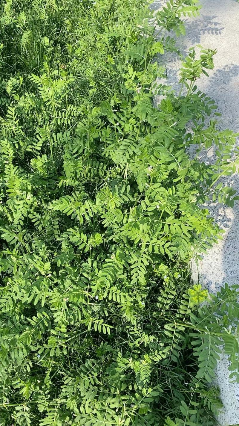 光叶紫花苕种苕子种毛苕子草籽种子绿肥种籽果园多年生野豌豆