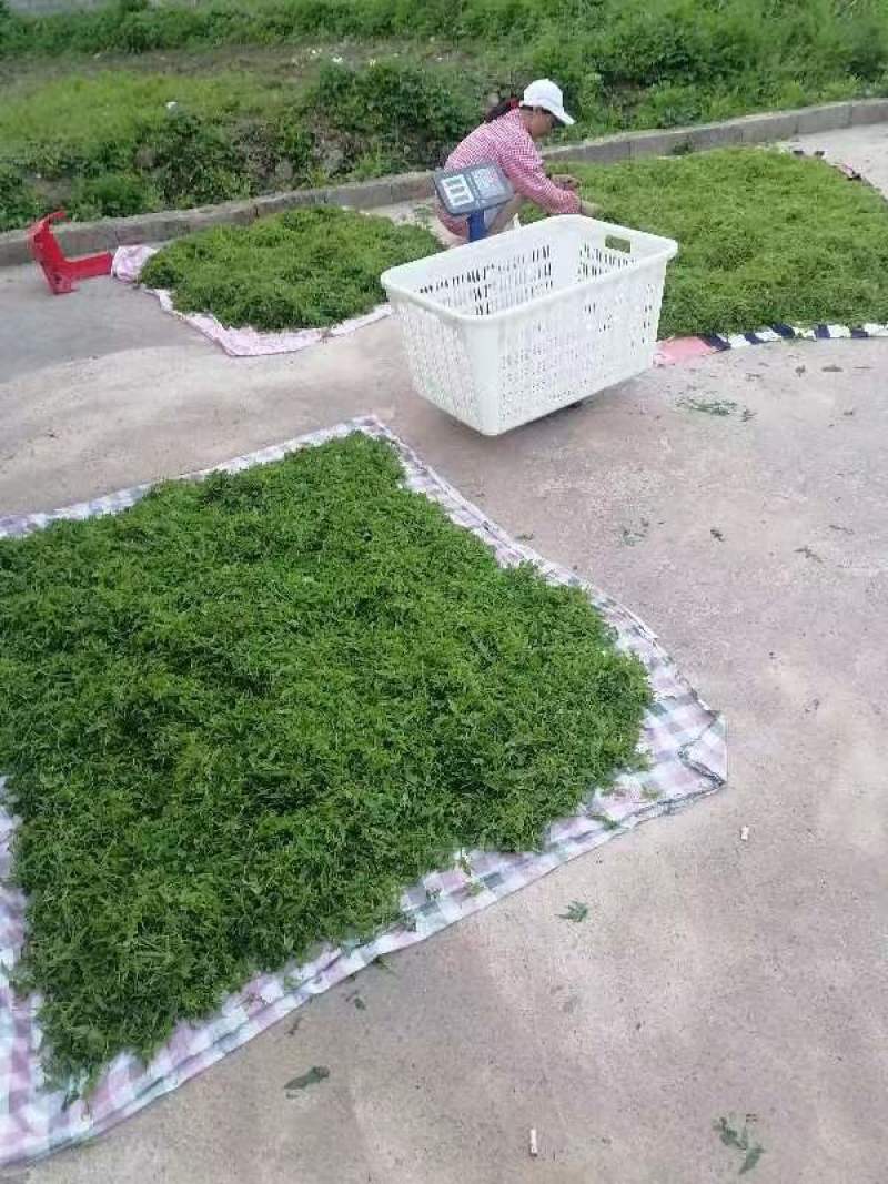 张家界土家莓茶