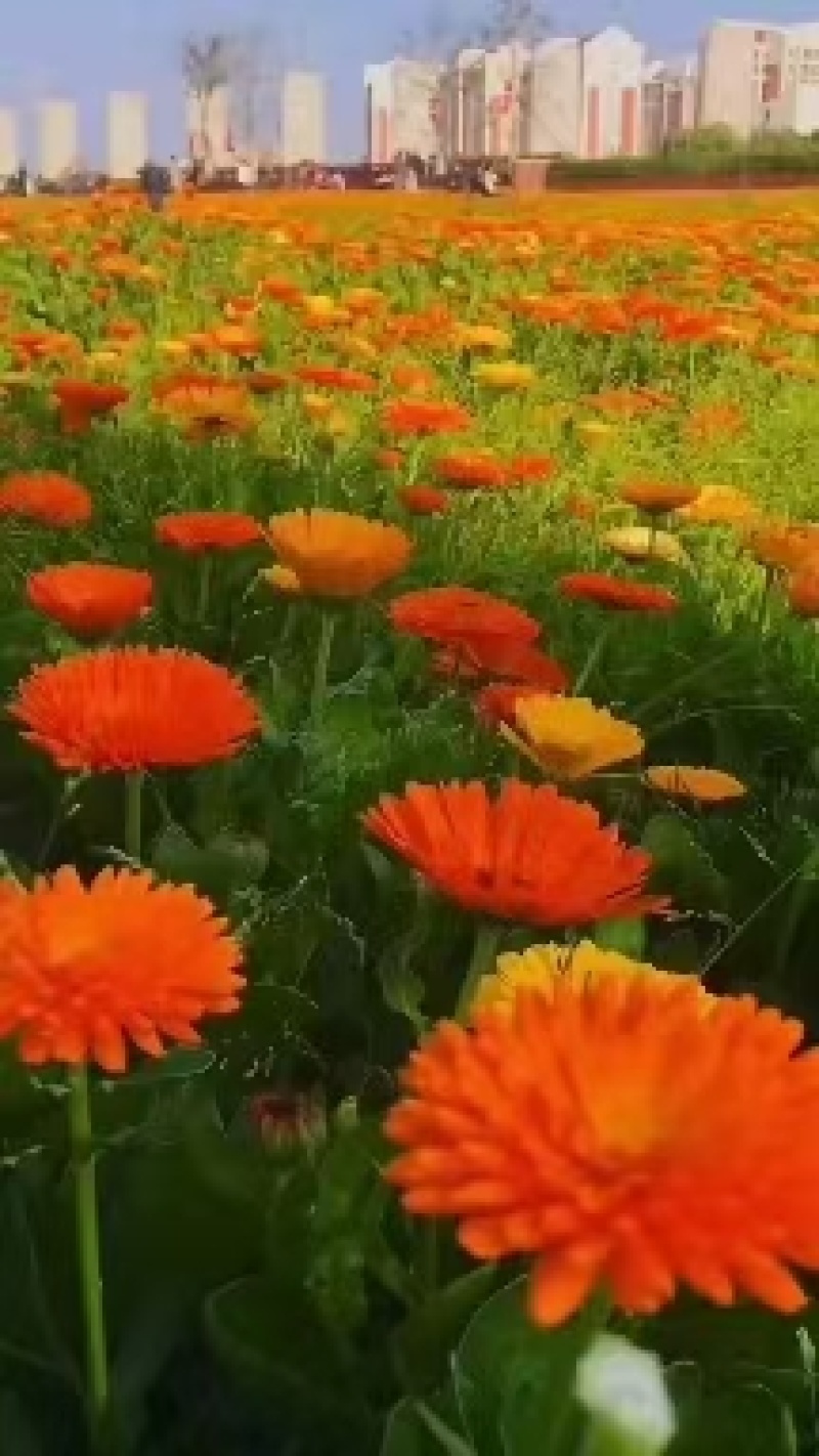四季种易活开花夏播室内盆栽花卉夏季花种子夏天种花草