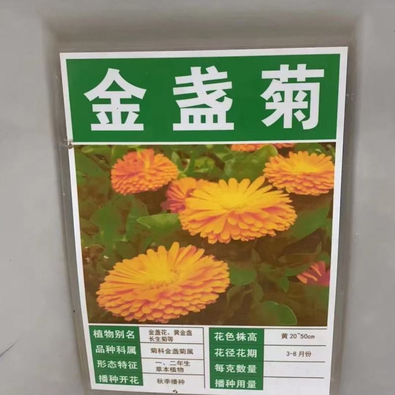 四季种易活开花夏播室内盆栽花卉夏季花种子夏天种花草