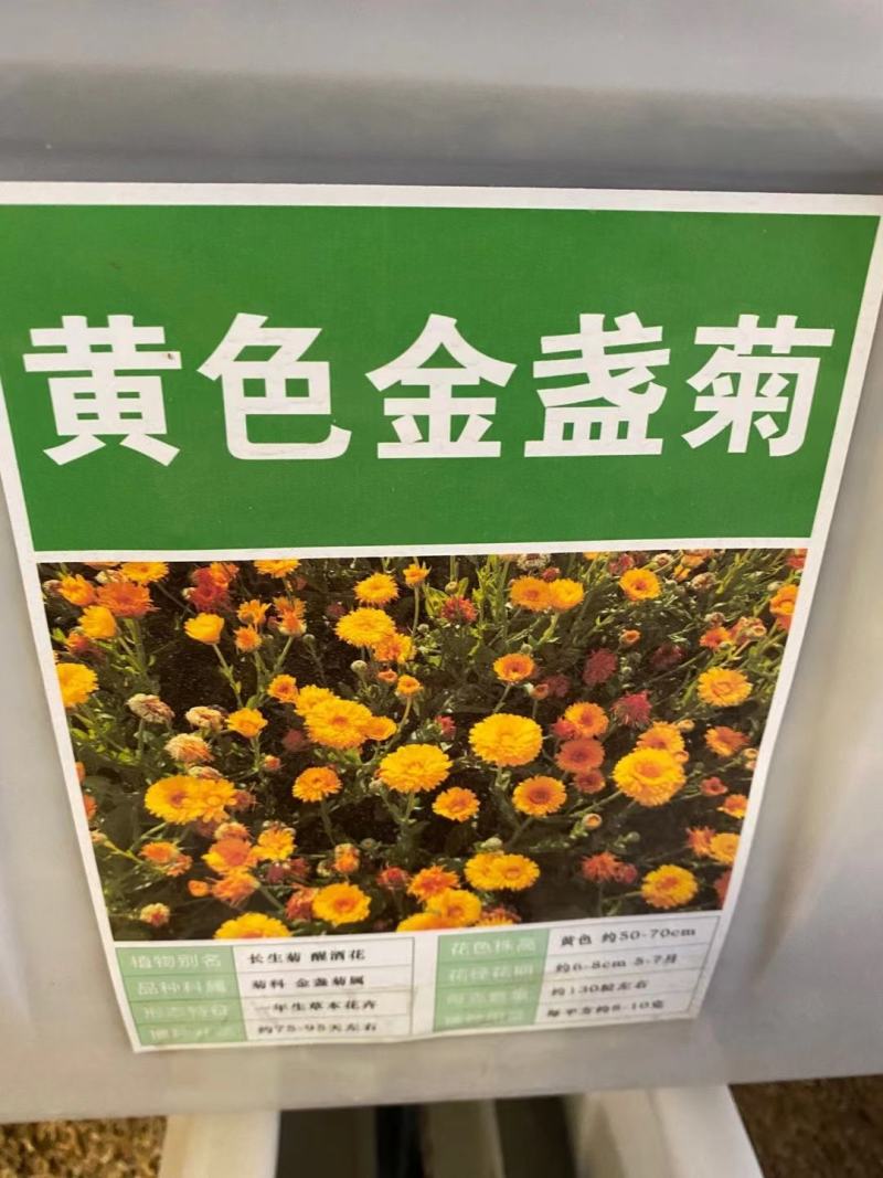 四季种易活开花夏播室内盆栽花卉夏季花种子夏天种花草