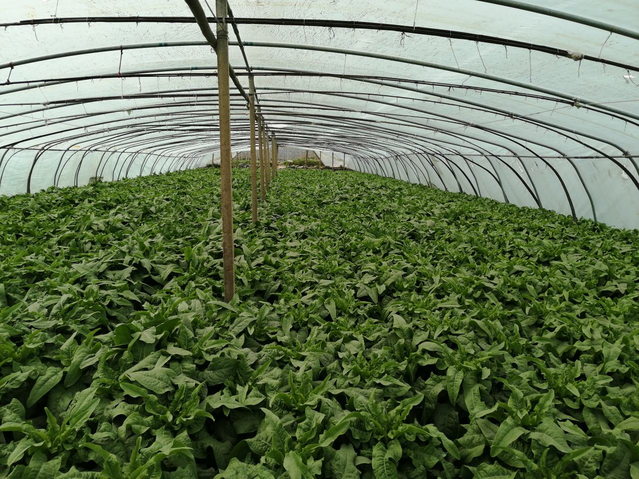 农业科研人员在现代化实验室中操作高效液相色谱仪(HPLC)测定不同莴苣品种的花青素组分,实验台上摆放多个试管,标签分别标注‘青皮莴笋CK’‘紫妃ZiFei’‘Red Romaine’,电脑屏幕显示色谱峰图,背景为无菌操作台与恒温培养箱 实验室研究人员正在进行莴苣花青素含量检测