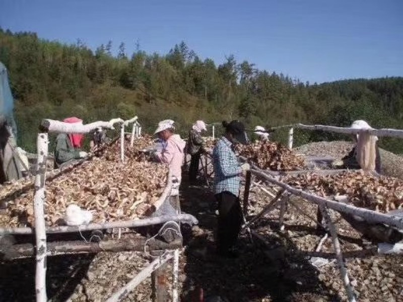 大兴安岭纯野生榛蘑毛尖蘑小黄蘑干蘑菇东北纯正源头批发直销