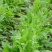 苦荬菜种籽四季多年生将军菊苣草种养殖牛羊鸡鹅兔猪