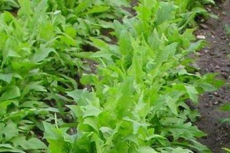 苦荬菜种籽四季多年生将军菊苣草种养殖牛羊鸡鹅兔猪