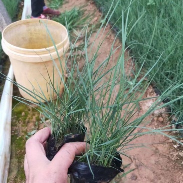 批发粉黛乱子草，网红草同款，景观绿化观赏草