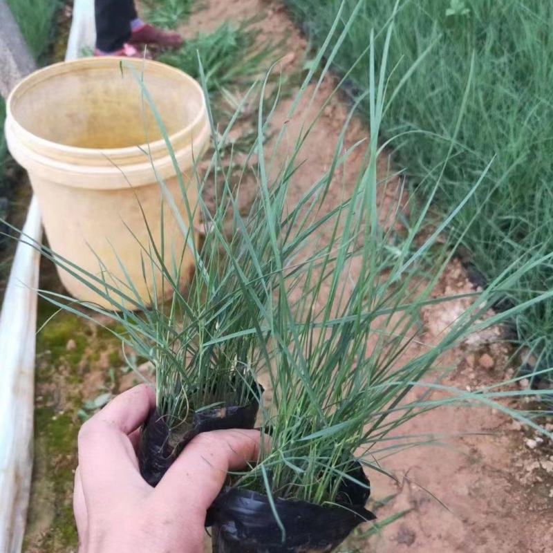 批发粉黛乱子草，网红草同款，景观绿化观赏草