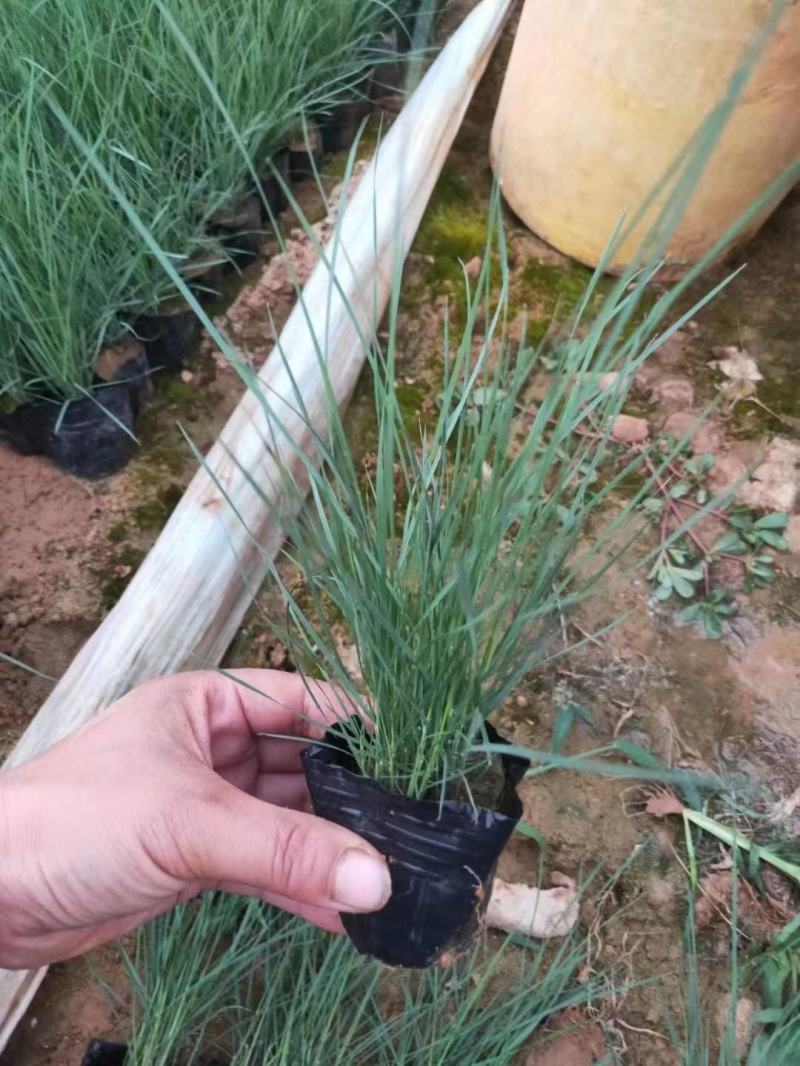 批发粉黛乱子草，网红草同款，景观绿化观赏草