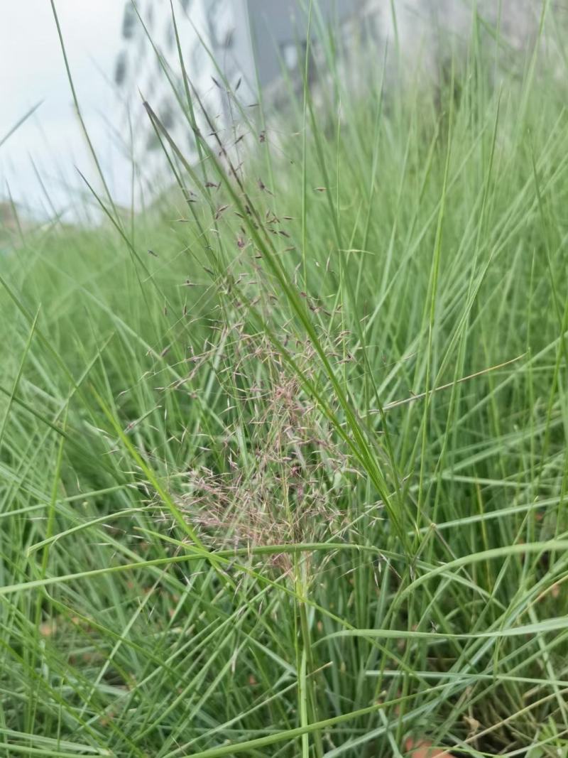 批发粉黛乱子草，网红草同款，景观绿化观赏草