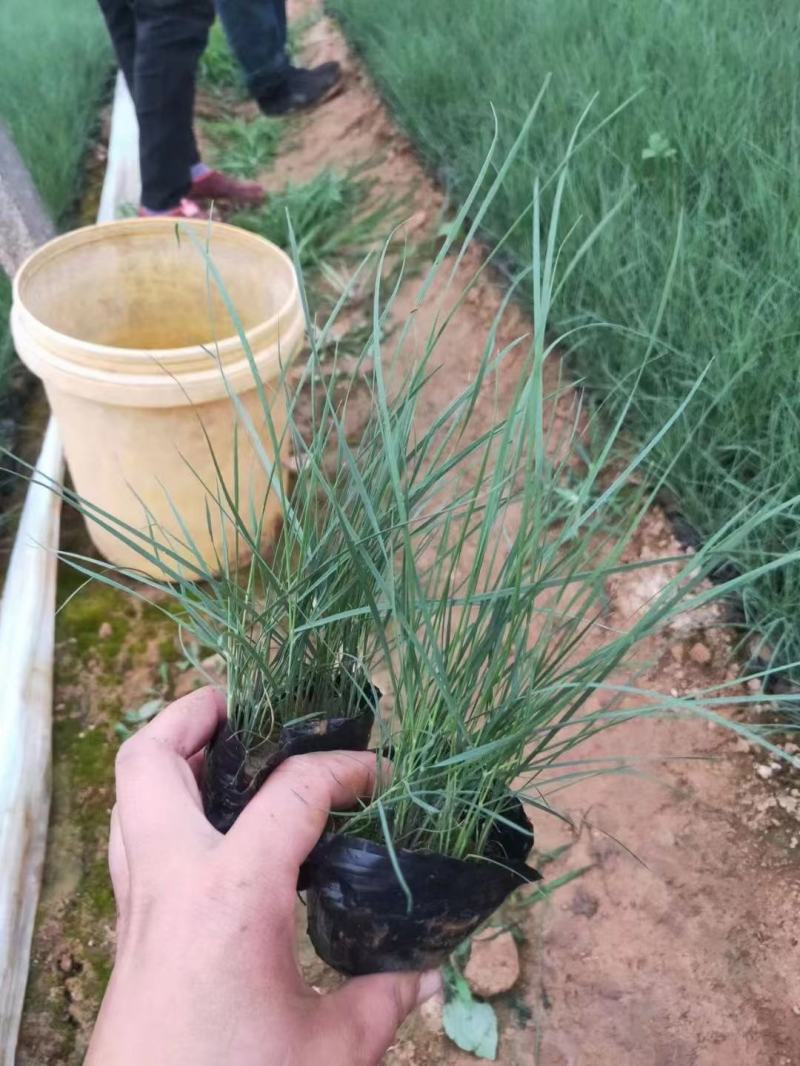 批发粉黛乱子草，网红草同款，景观绿化观赏草