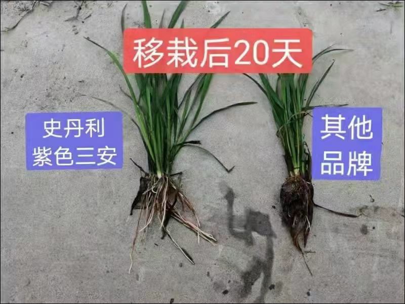 史丹利紫三安全水溶工业一铵吸收快利用率高三包两亩地