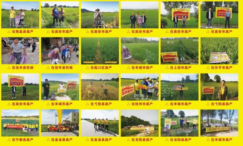 史丹利紫三安全水溶工业一铵吸收快利用率高三包两亩地