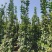 北海道黄杨1米到2.5米各种高度小苗都有