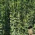 北海道黄杨1米到2.5米各种高度小苗都有