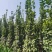 北海道黄杨1米到2.5米各种高度小苗都有