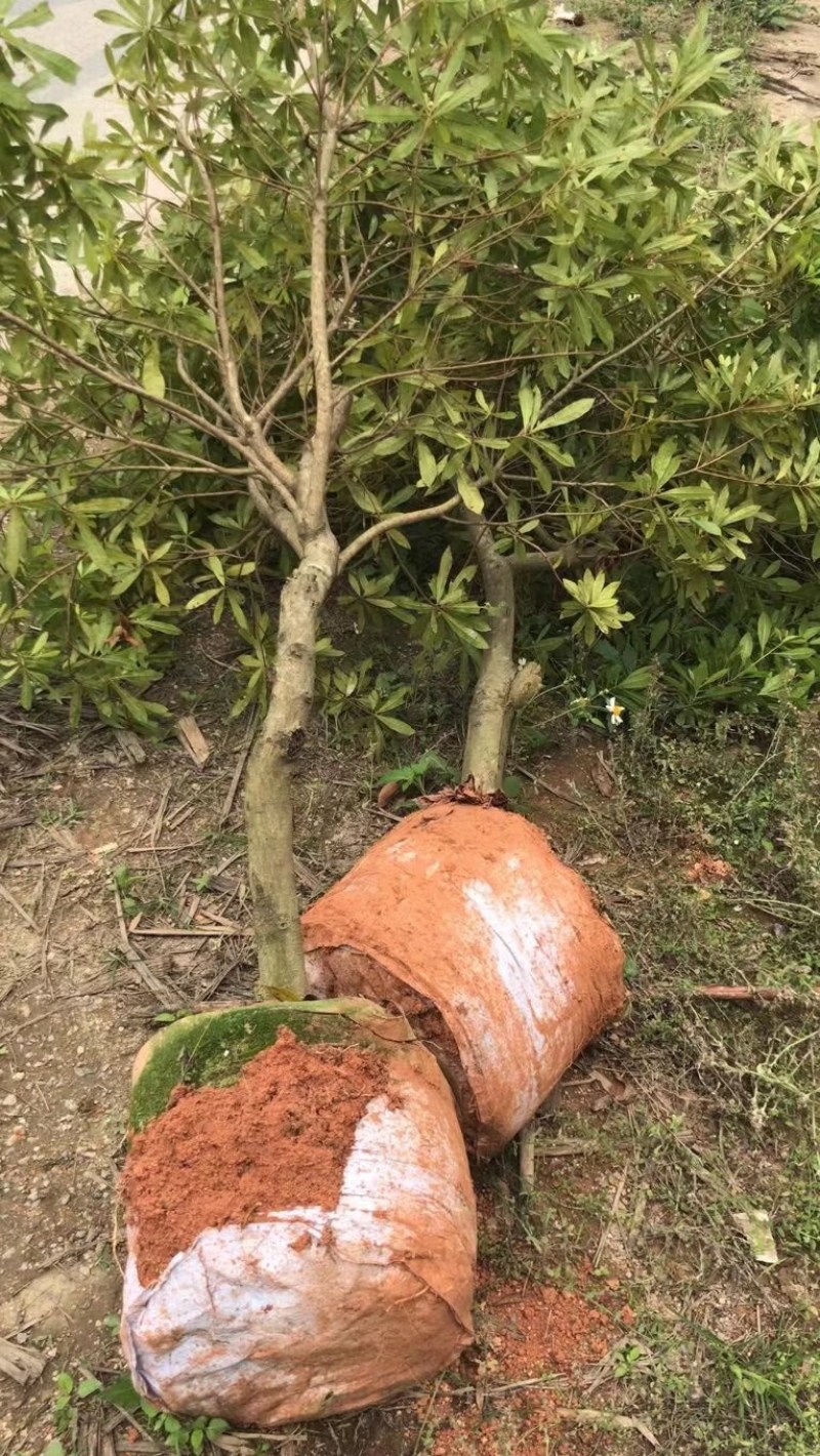 杨梅苗嫁接东魁杨梅苗正宗杨梅树苗特大早熟南北种植