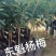 杨梅苗嫁接东魁杨梅苗正宗杨梅树苗特大早熟南北种植