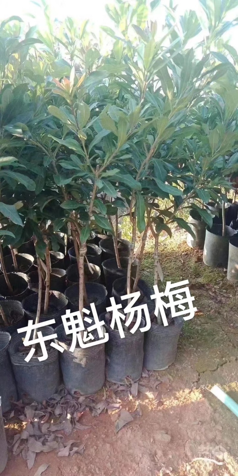 杨梅苗嫁接东魁杨梅苗正宗杨梅树苗特大早熟南北种植