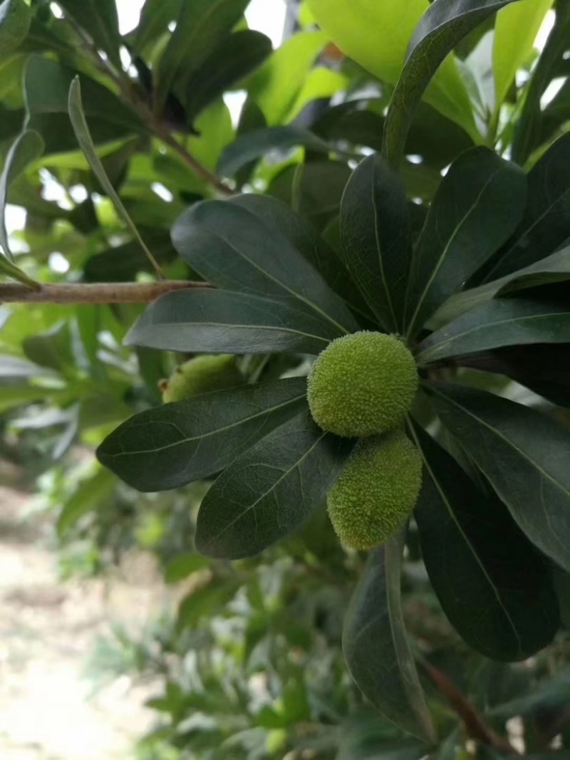 杨梅苗嫁接东魁杨梅苗正宗杨梅树苗特大早熟南北种植