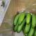 香蕉是芭蕉科芭蕉属多年生常绿草本热带果树。1958年从越