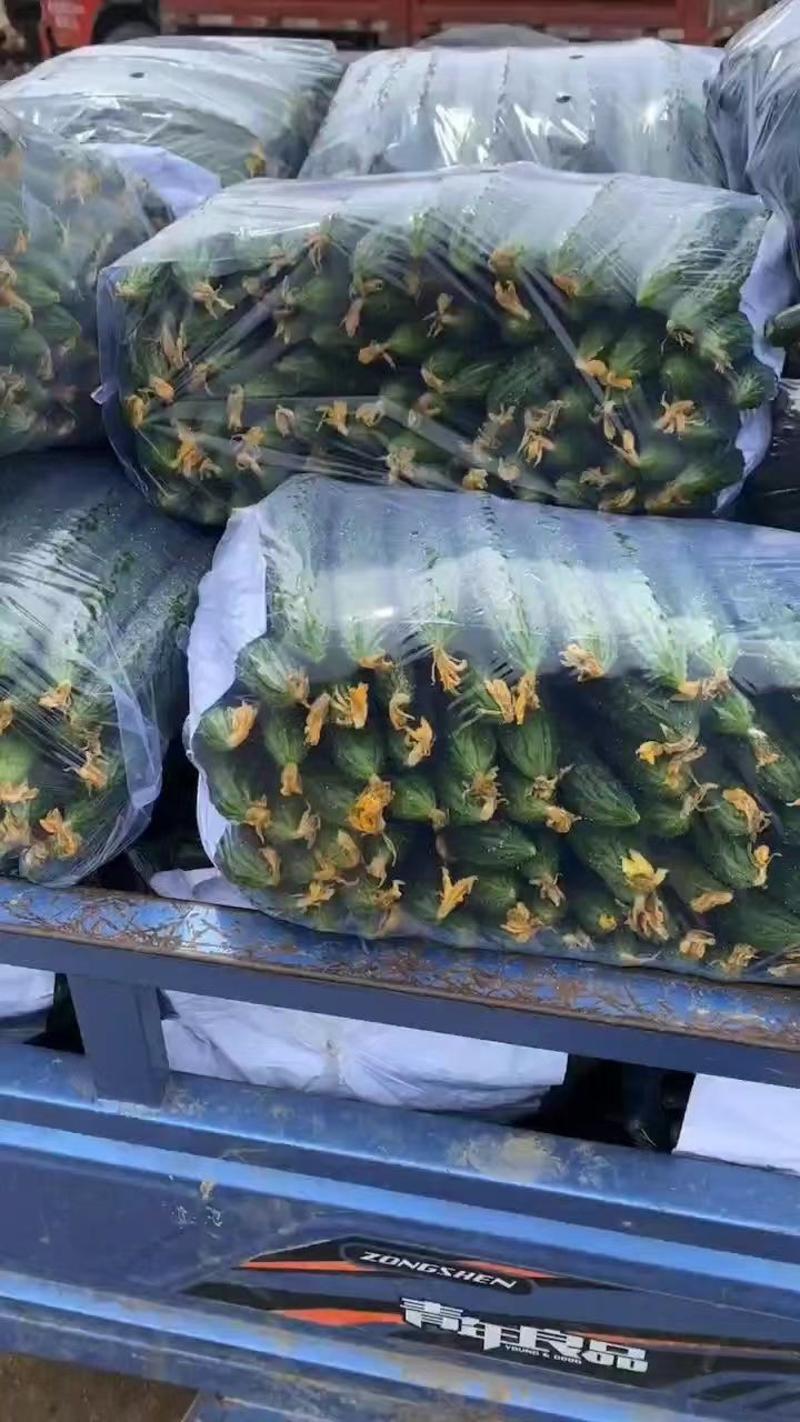 青肉密刺黄瓜大量供用中，对接电商平台，销售各大市场