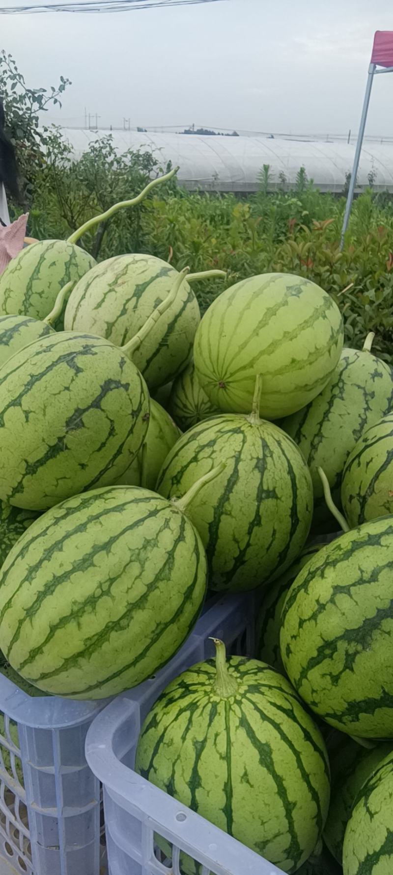 牛奶吊西瓜