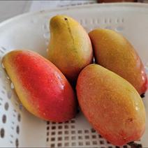 【当季水果】贵妃芒果海南热带水果树上熟超甜大果非金煌小台
