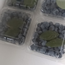 德昌篮莓