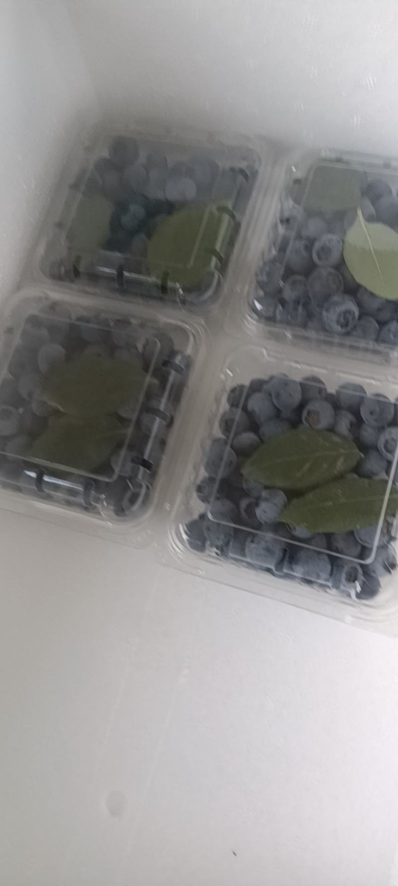 德昌篮莓