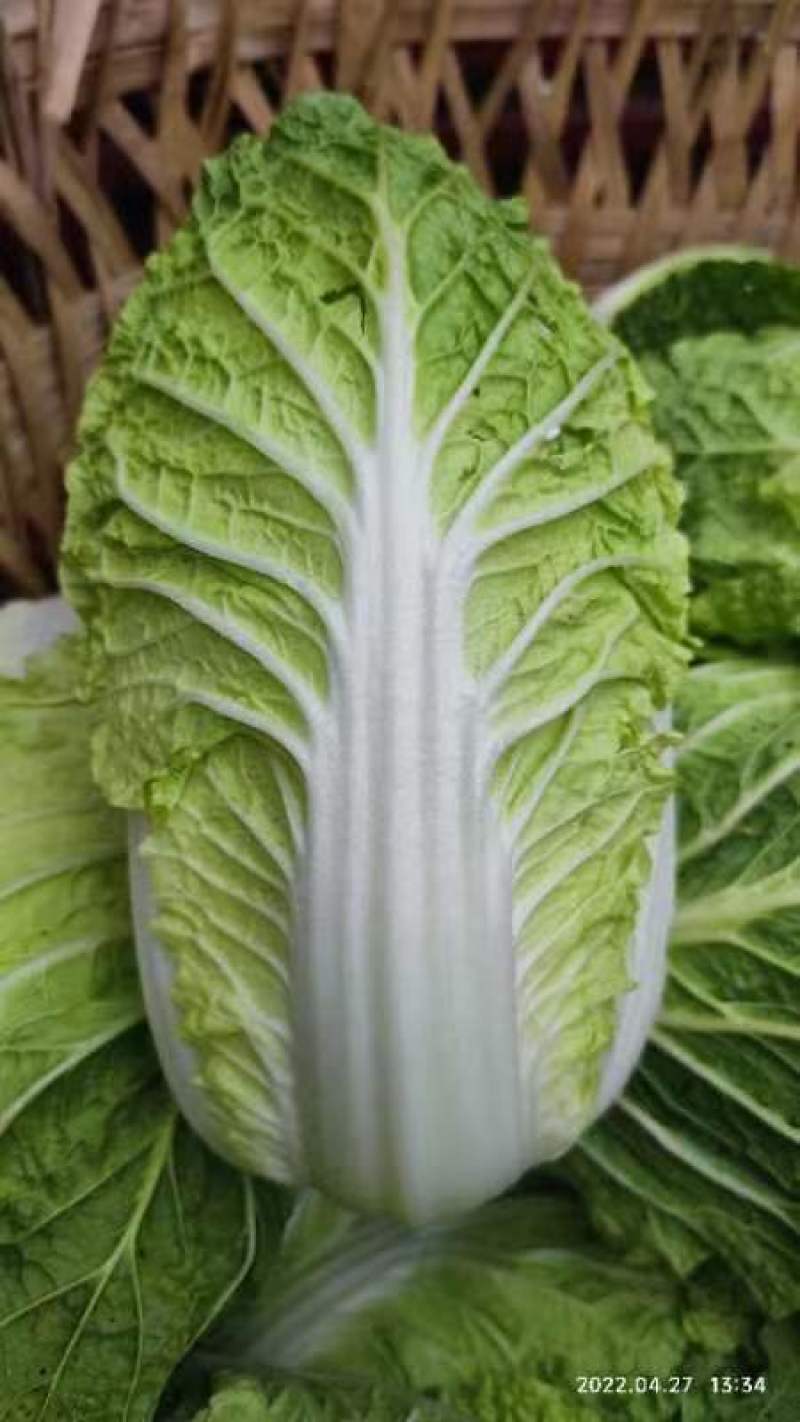 大量现货出售白菜